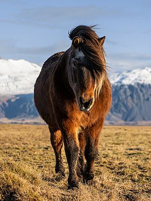 Icelandic horse, north Iceland, Europe